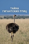 Постер Тайна гигантских птиц (2024)