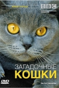 Постер BBC: Загадочные кошки (The Cat Connection)