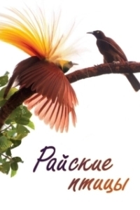 Постер Райские птицы (Birds of Paradise)