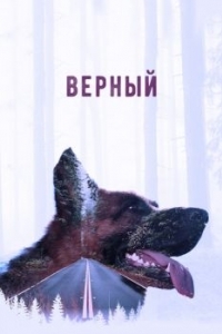 Постер Верный 