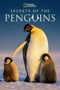 Постер Тайны пингвинов (Secrets of the Penguins)
