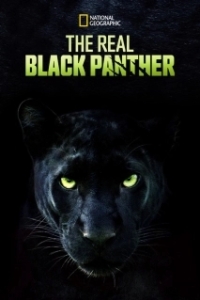 Постер Настоящая чёрная пантера (The Real Black Panther)