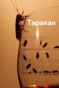 Постер Таракан (Roach)