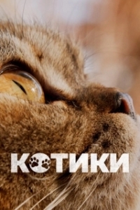 Постер Котики (Cat Daddies)